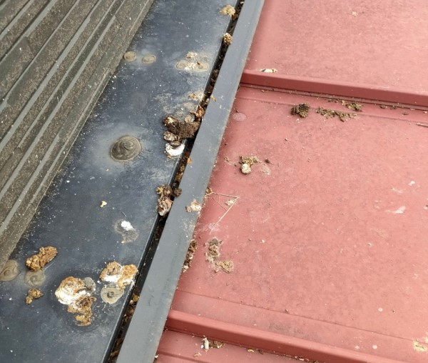 鳥の糞が屋根に悪影響を及ぼします　金属屋根は錆びる　熊本